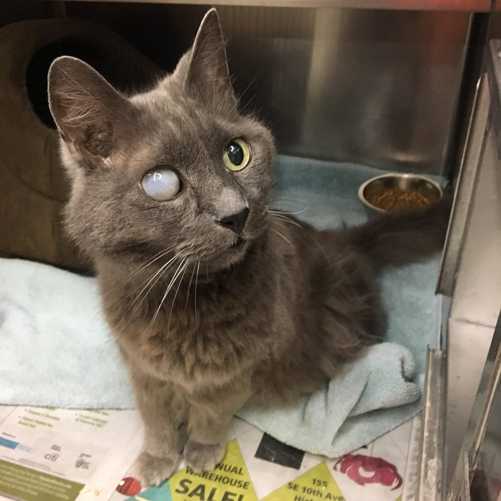 云币老猫(老猫云加速器)