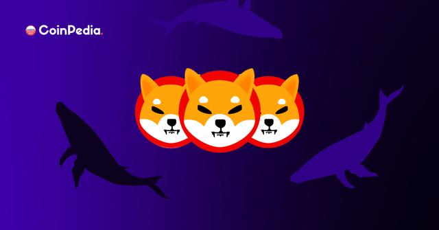 shiba最新消息(shiba inu 最新行情)